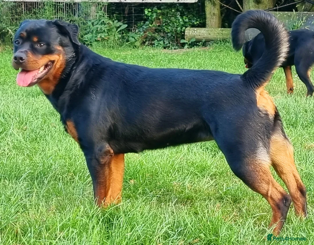 Rottweiler dogs for sale: Kc reg, extensively health tested parents - Advert 2