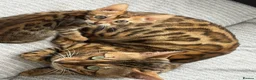 Bengal cats for sale: Beautiful bengals - Advert 3