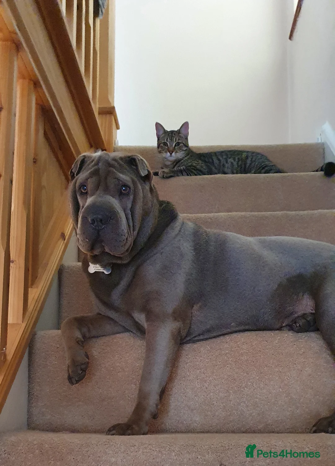 Shar Pei dogs for stud: Gus blue horse coat available for stud in Billericay - Advert 9