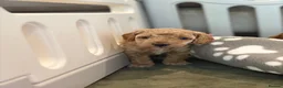Cavapoo dogs for sale: Beautiful F1bb Cavapoo Puppies x 5 - Advert 11