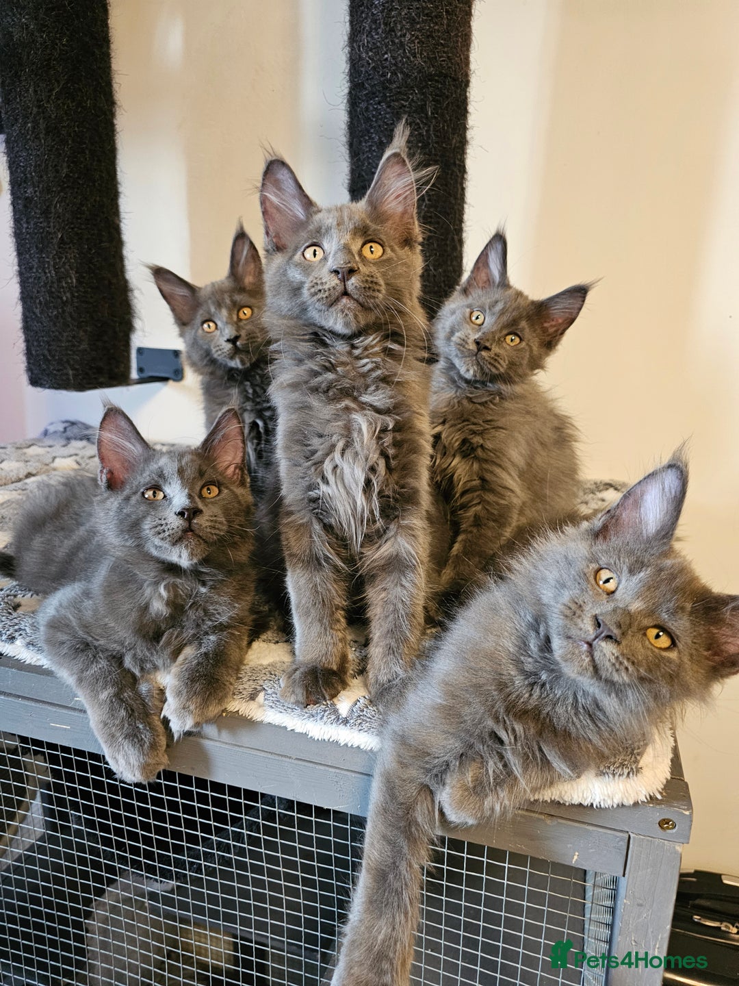 Maine Coon cats for sale: 🔥*Stunning Litter of 8💎Solid Blue Maine Coon*🔥  - Image 18