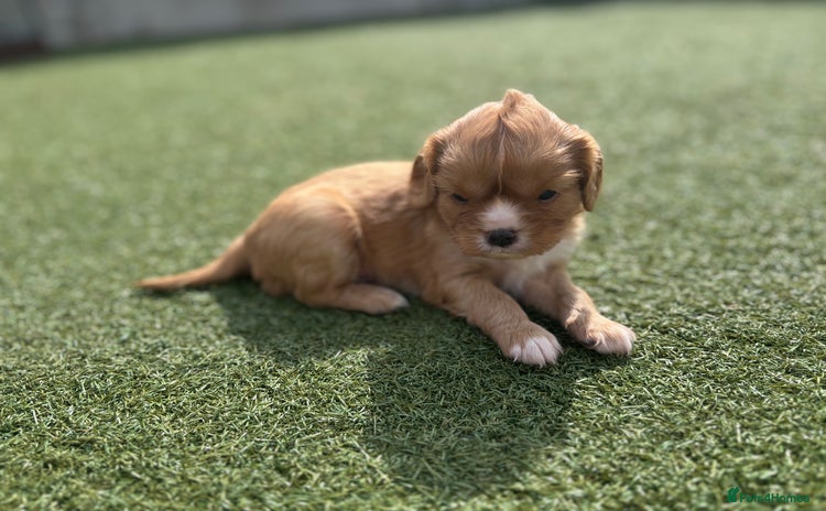 Cavalier King Charles Spaniel dogs - Advert 1