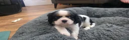 Cavalier King Charles Spaniel dogs for sale: 2 Beautiful health tested CKC Spaniels available - Advert 12