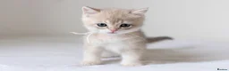 British Shorthair cats for sale: Golden Blue and Golden BSH kittens - Advert 31