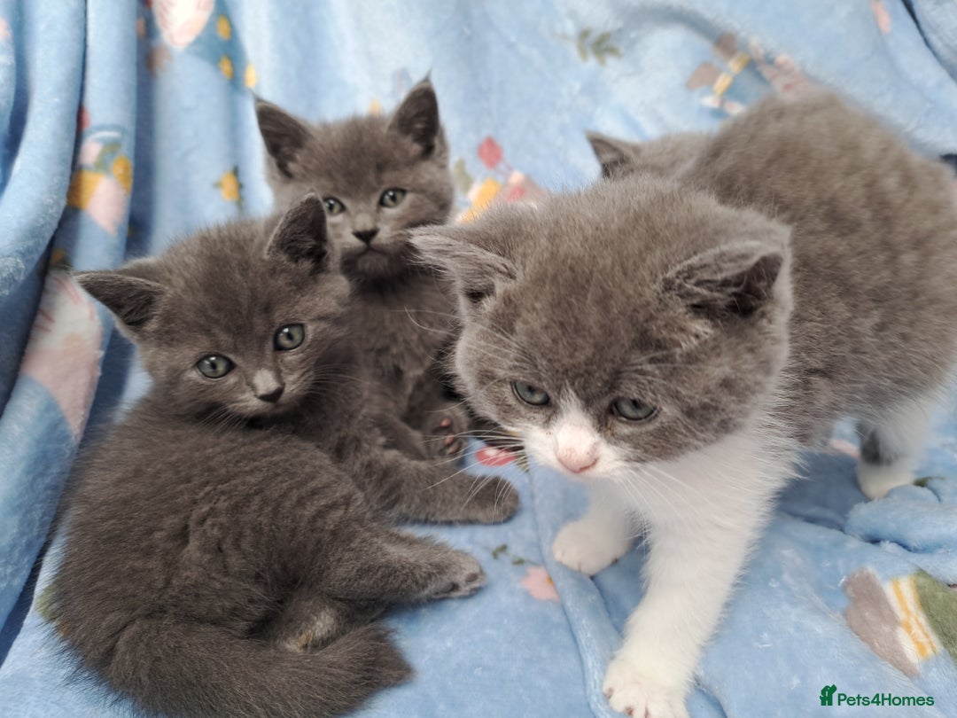 Mixed Breed cats for sale: Beautiful kittens - Advert 2