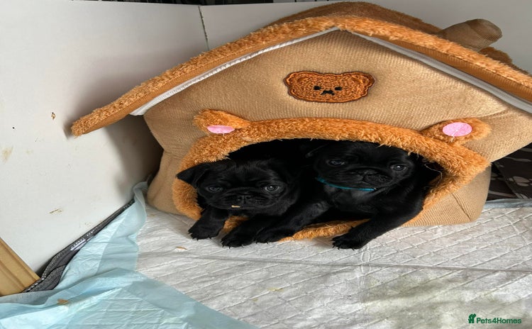 Pug dogs - Advert 9