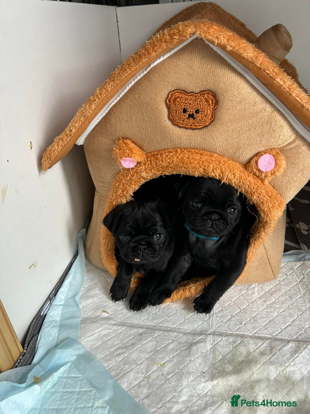 Pug dogs for sale: KCreg pug puppies for sale. - Image 3