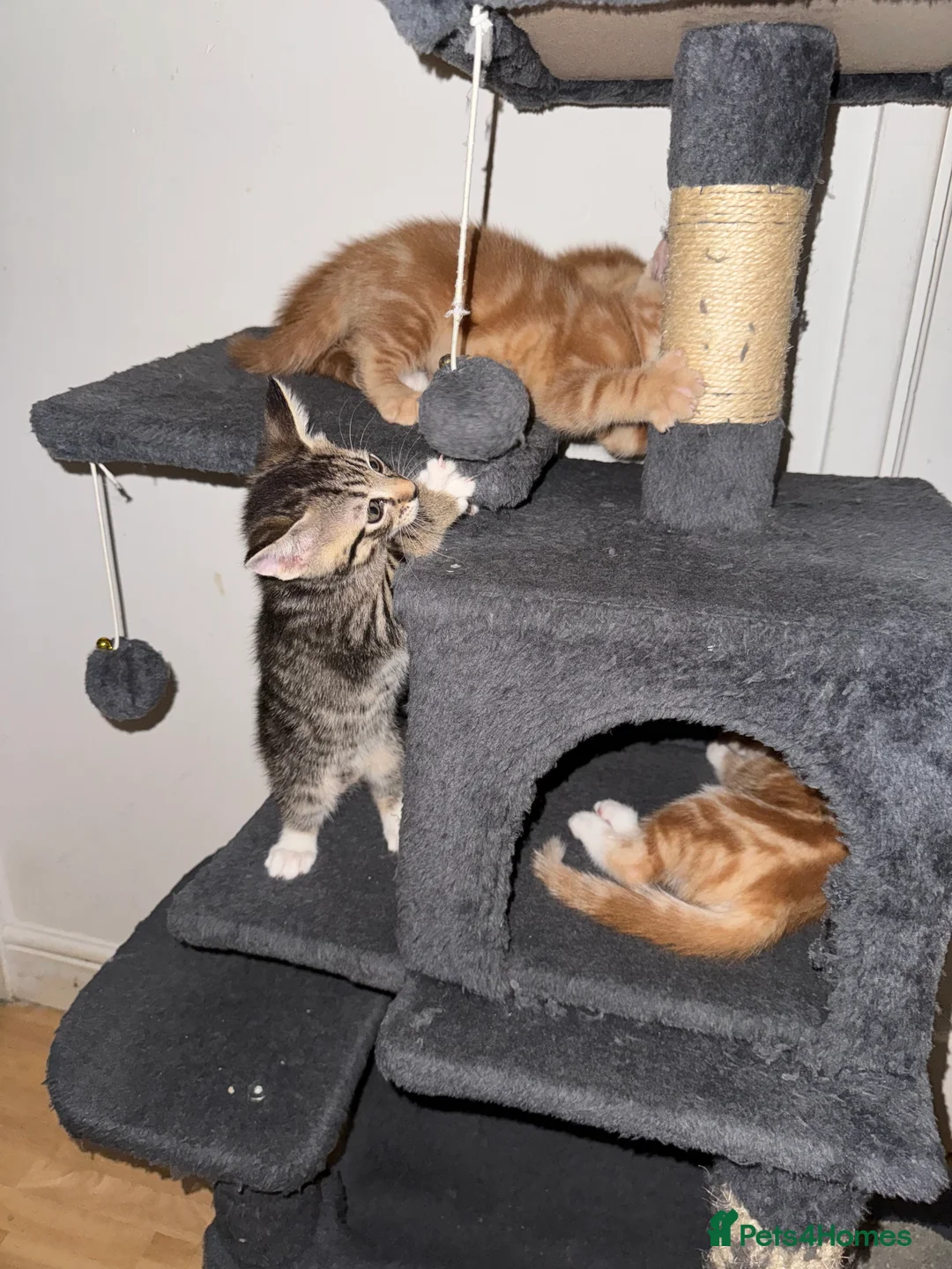 American Shorthair cats for sale: Beautiful Rare GingerKittens Alonghair X BSH cross - Advert 29
