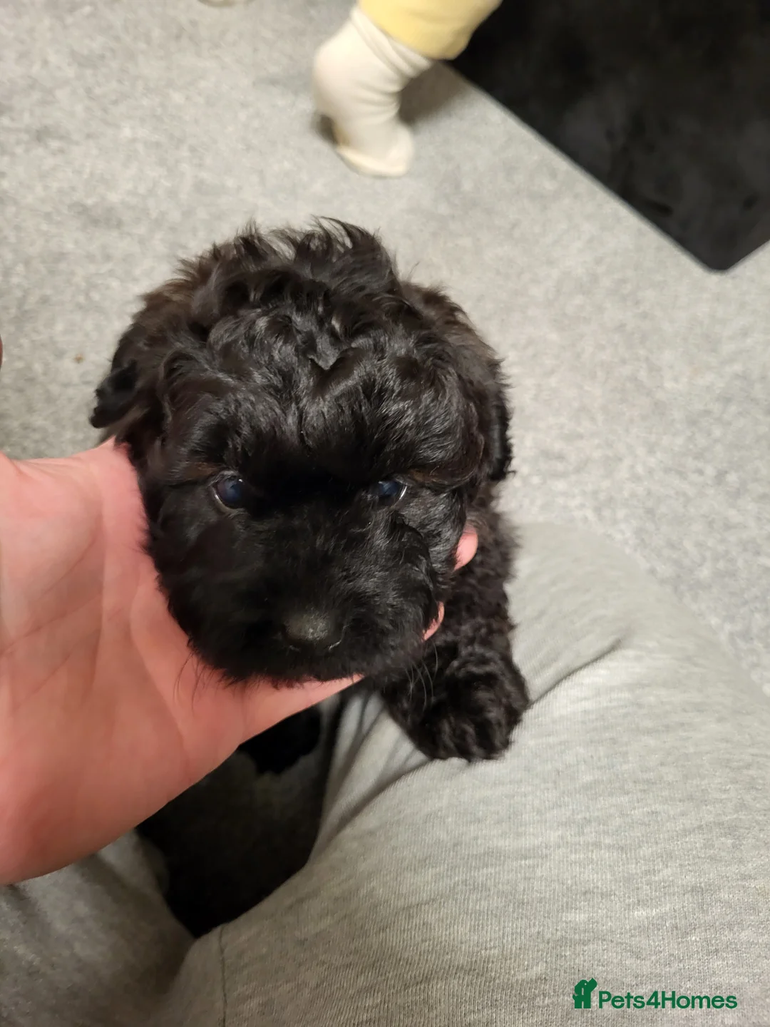 Pomapoo dogs for sale: Beautiful unique pomapoo puppies  - Advert 5