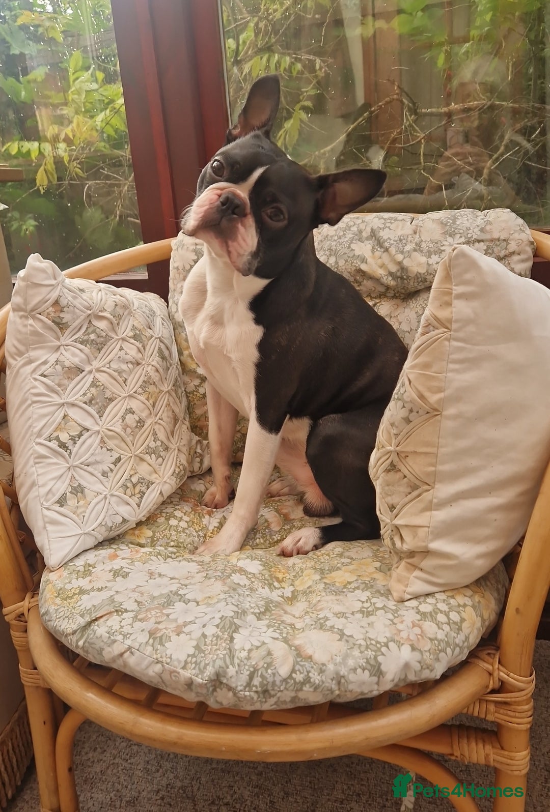 Boston Terrier dogs for stud: BOSTON TERRIER STUD in Lytham Saint Annes - Image 1