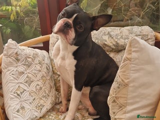 Boston Terrier dogs in Lytham Saint Annes - Advert 4