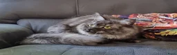 Maine Coon cats for sale: GCCF Pedigree Maine Coon Kittens for sale  - Advert 5