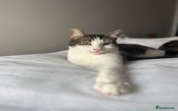 British Shorthair cats for sale: Both together  - Image 8