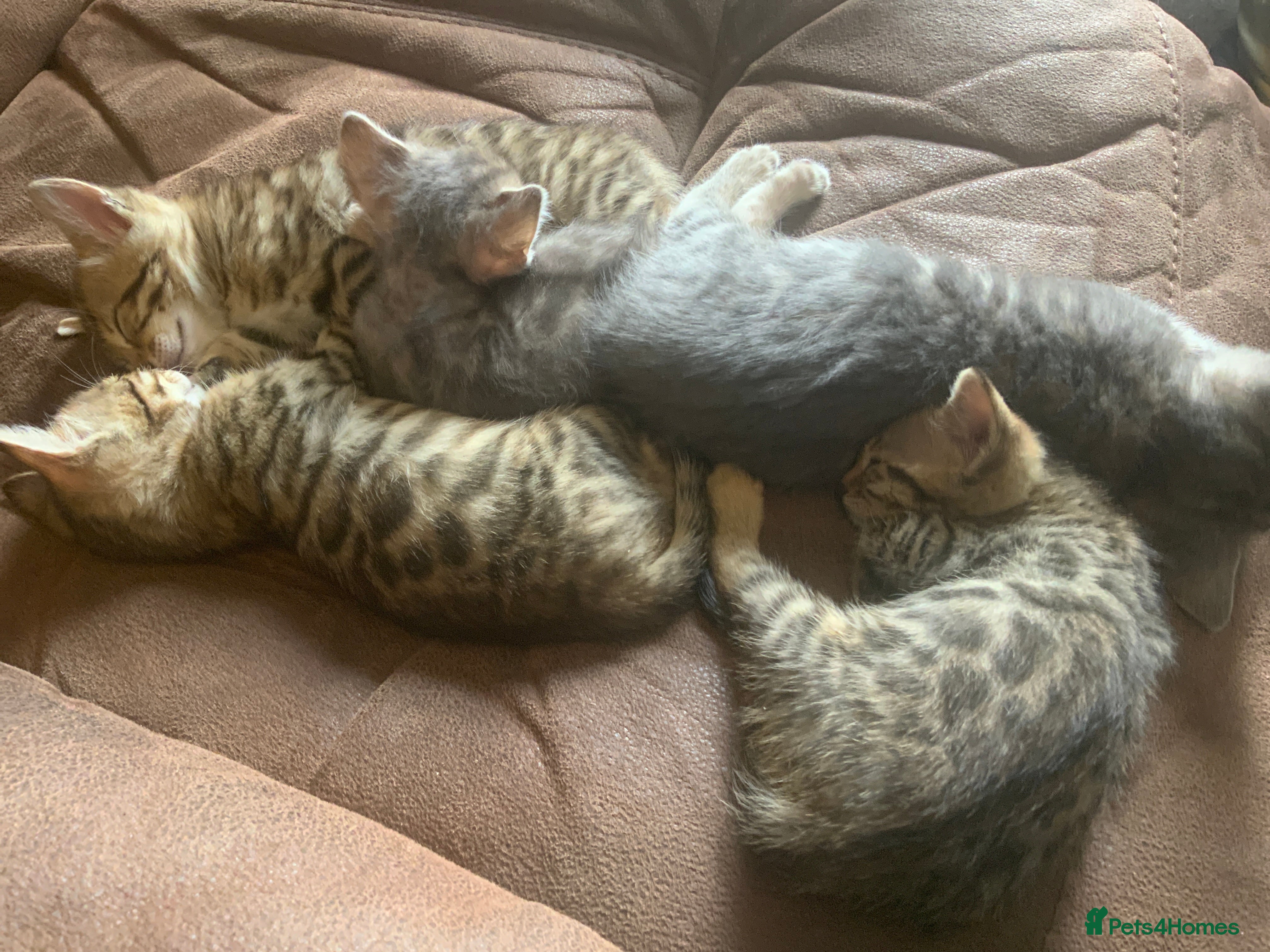 Bengal cats Stunning Bengal kitties - Advert 2