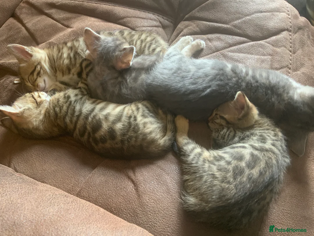 Bengal cats for sale: Stunning Bengal kitties - Advert 1