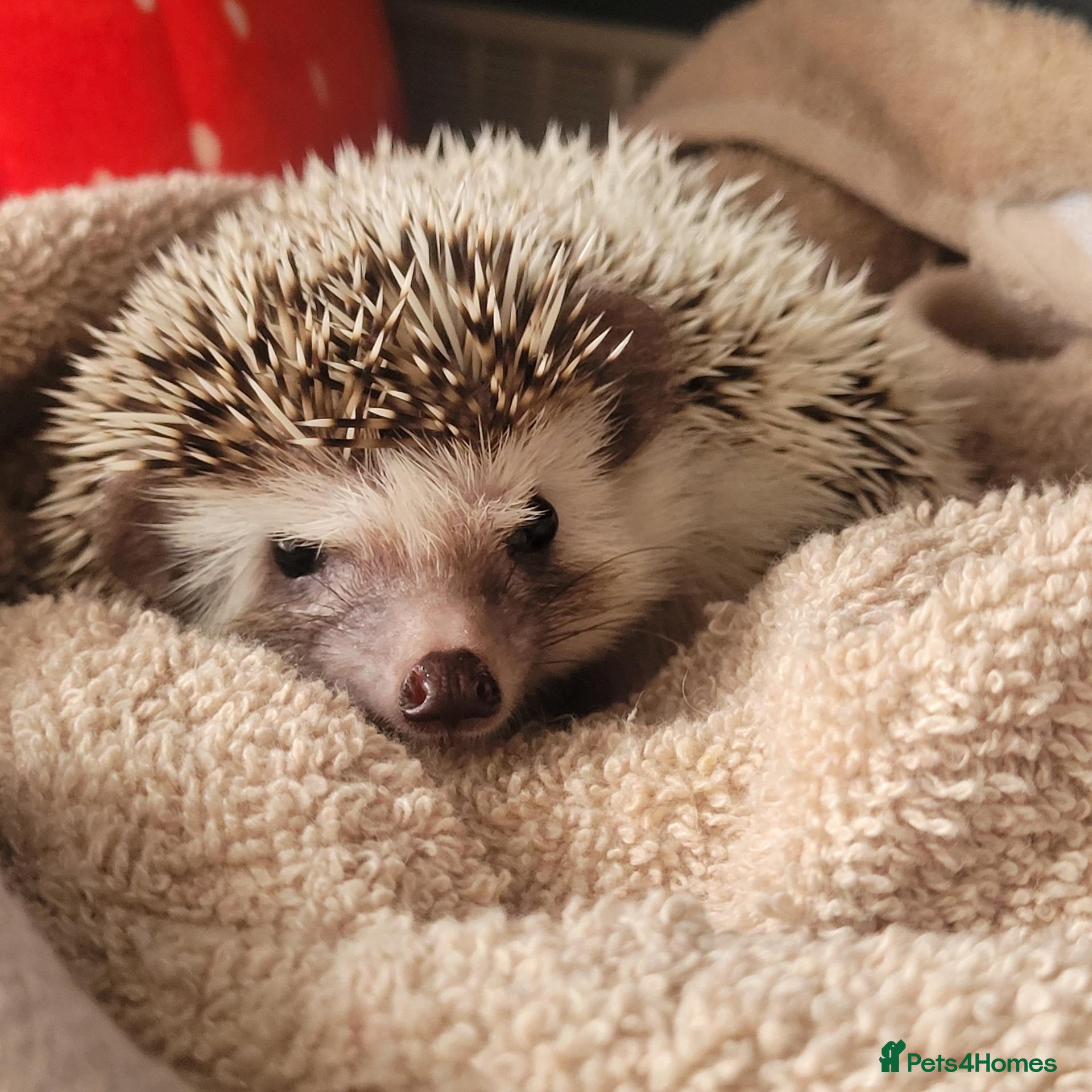 Pygmy Hedgehog rodents for sale: African pygmi headghog  - Advert 2
