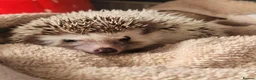 Pygmy Hedgehog rodents for sale: African pygmi headghog  in Mountain Ash - Advert 1