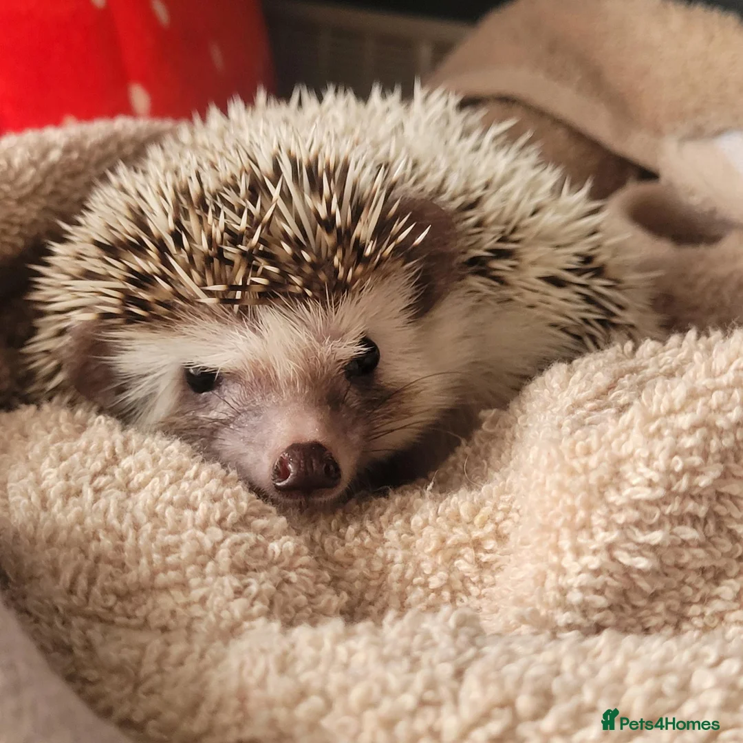 Pygmy Hedgehog rodents for sale: African pygmi headghog  in Mountain Ash - Advert 1