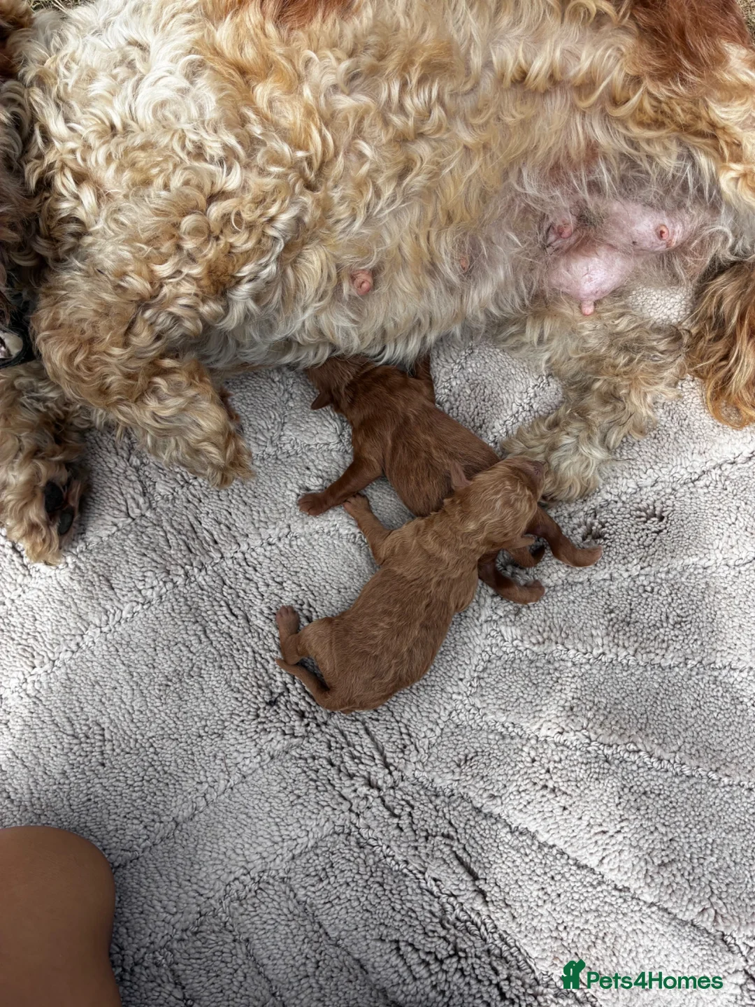 Cockapoo dogs for sale: One week and a half f1 cockapoos  - Advert 27