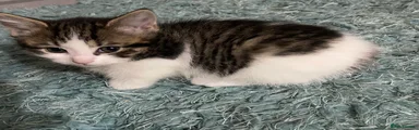 British Shorthair Kitten 6
