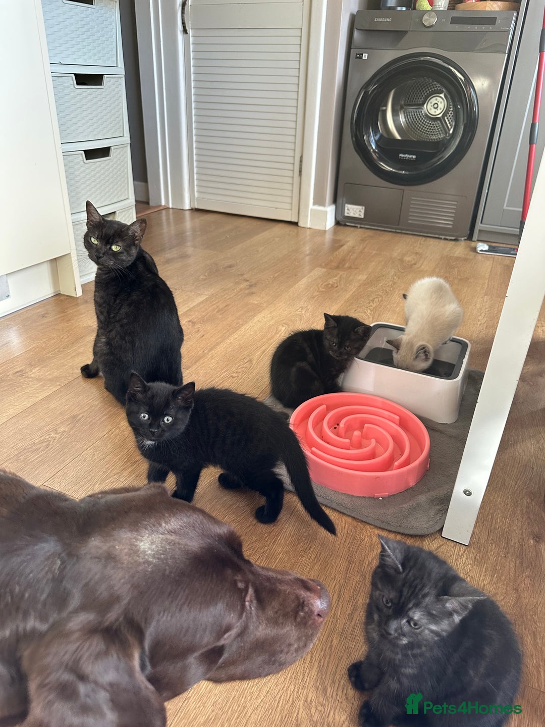 Mixed Breed cats for sale: ✨Meet Our Beautiful Bengal Mix Girls!✨ - Advert 14