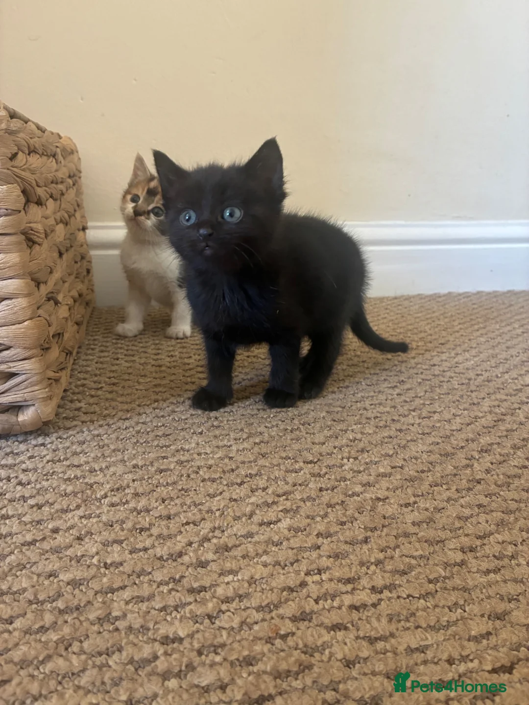Mixed Breed cats for sale: Kitten in Taunton - Advert 4