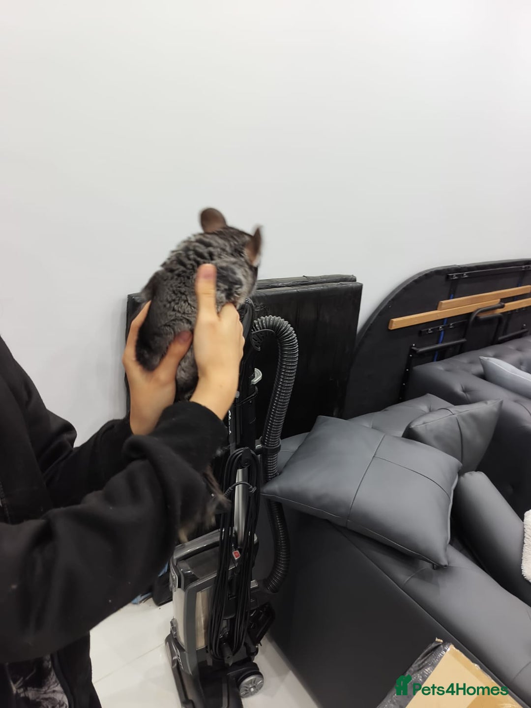 Chinchilla rodents for sale: 🐾Baby Female Chinchillas – Born 14th July 2025🐾 - Image 2