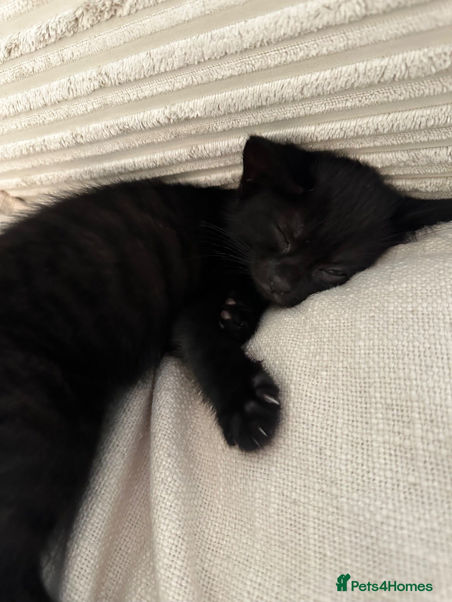 Mixed Breed cats Kitten for rehoming  - Advert 1