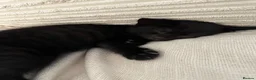 Mixed Breed cats for sale: Kitten for rehoming  in Cardiff - Advert 1