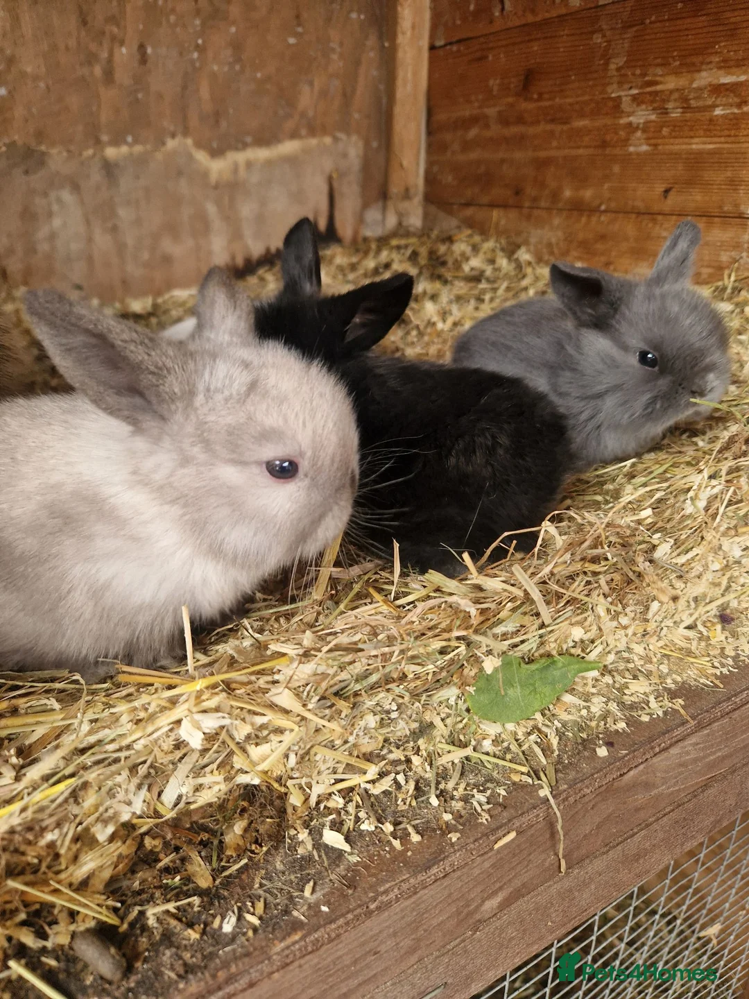 Mini Lop rabbits for sale: Baby Mini Lops - Advert 14