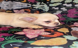 French Bulldog dogs for sale: 🐾 7 of the most Loving French Bulldogs 🐾🐶🩷 - Image 24