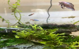 Tetras fish for sale: Aquarium with betta fish +2 neon tetras - Advert 4
