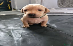 Labrador Retriever dogs for sale: Stunning Labrador Puppies 🥰 - Image 12