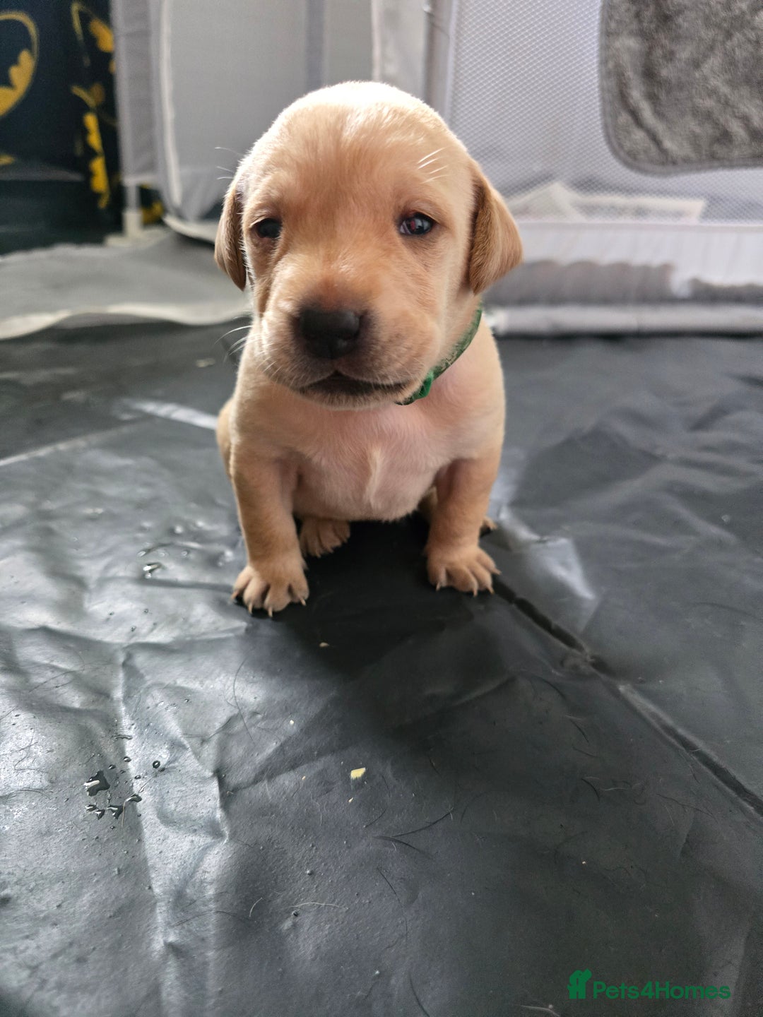 Labrador Retriever dogs for sale: Stunning Labrador Puppies 🥰 - Image 12