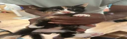 Mixed Breed cats for sale: 5 little kittens ready for loving homes  in Stanford-le-Hope - Advert 2