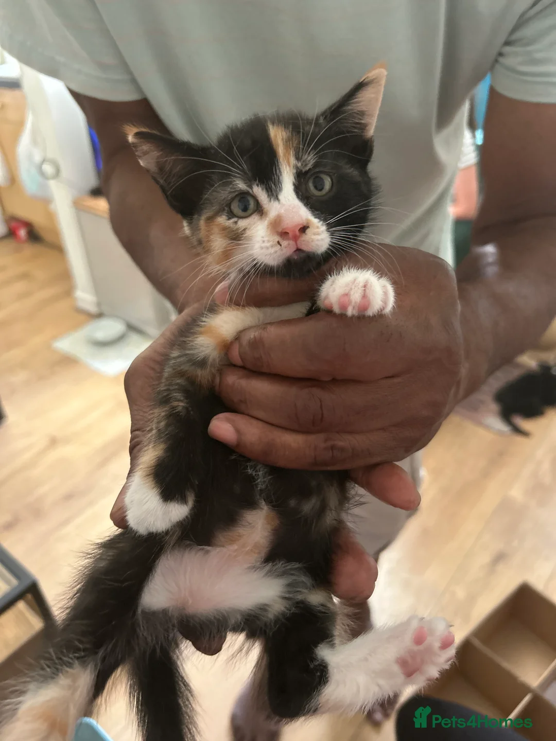 Mixed Breed cats for sale: 5 little kittens ready for loving homes  in Stanford-le-Hope - Advert 2