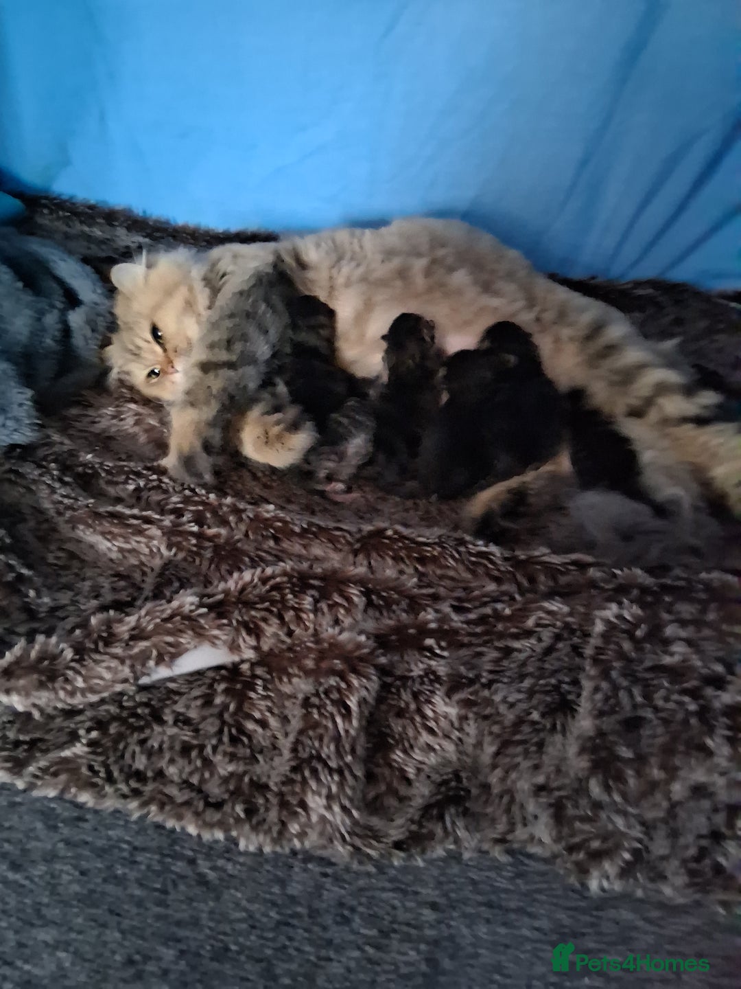 Persian cats for sale: Boys!!!!!Persian golden Chinchillas - Advert 4