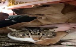 Domestic Shorthair cats for sale: Male cat - Image 9