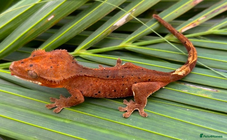 Gecko reptiles - Advert 13