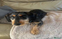 Mixed Breed dogs for sale: 5 month old female dachshund cross puppy - Image 4