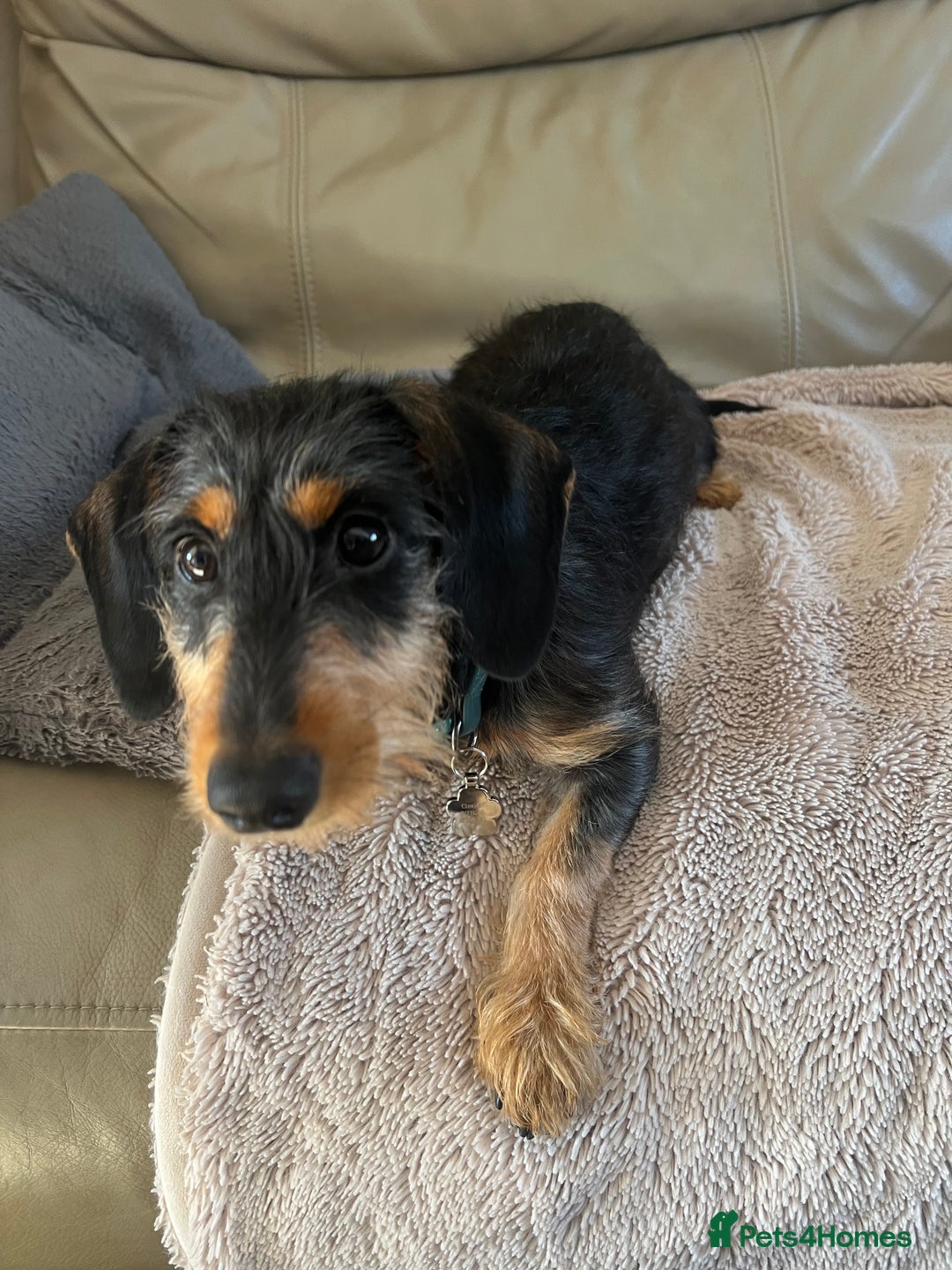 Mixed Breed dogs for sale: 5 month old female dachshund cross puppy - Image 4
