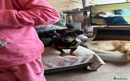 Jack Russell dogs for sale: Gorgeous Jack Russell Puppies - Image 15