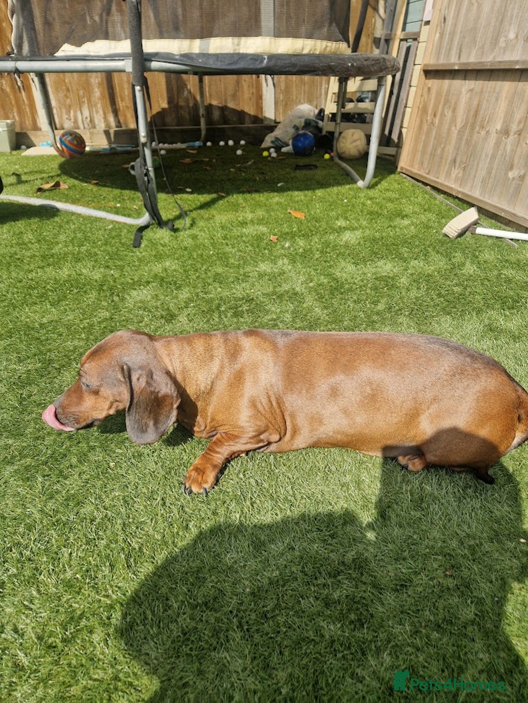 Dachshund dogs for sale: 2x Dachshunds Male 7&8 years - Advert 3