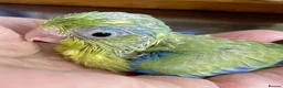 Parrots birds for sale: Blue and yellow partotlett in Lutterworth - Advert 3