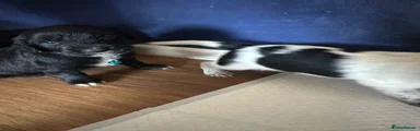 Sprocker 5