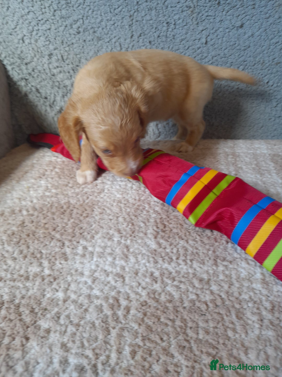 Sproodle dogs for sale: Gorgeous Sproodle Pups. - Image 16