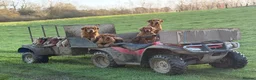 Labrador Retriever dogs for sale: Fox red Labrador pups - Advert 4