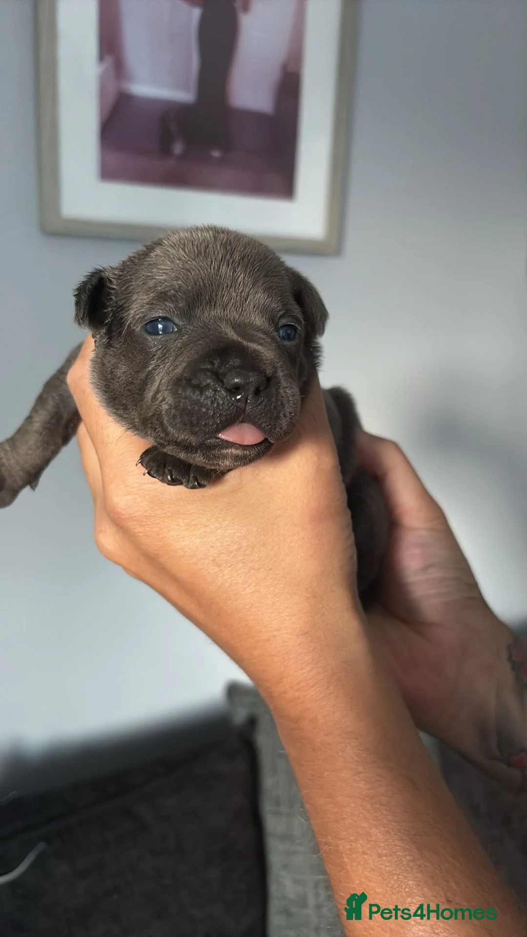 Staffordshire Bull Terrier dogs for sale: Chunky blue staffys  in West Bromwich - Advert 12