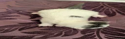 Mixed Breed cats for sale: £40 each or 2 for £70 - read description :) in Liverpool - Advert 29
