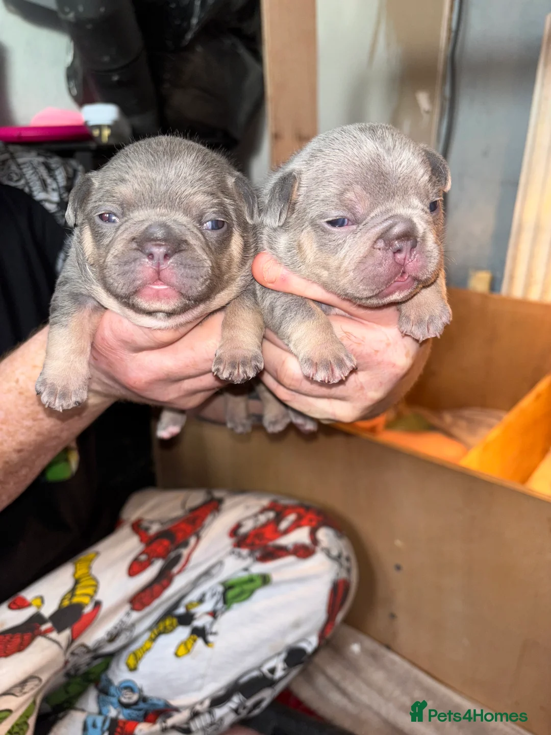 French Bulldog dogs for sale: French bulldog puppies - Advert 27